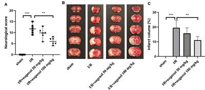 Eugenol Attenuates Cerebral Ischemia-Reperfusion Injury by Enhancing Autophagy via AMPK-mTOR-P70S6K Pathway